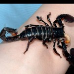 3D tatoo of a giant scorpion